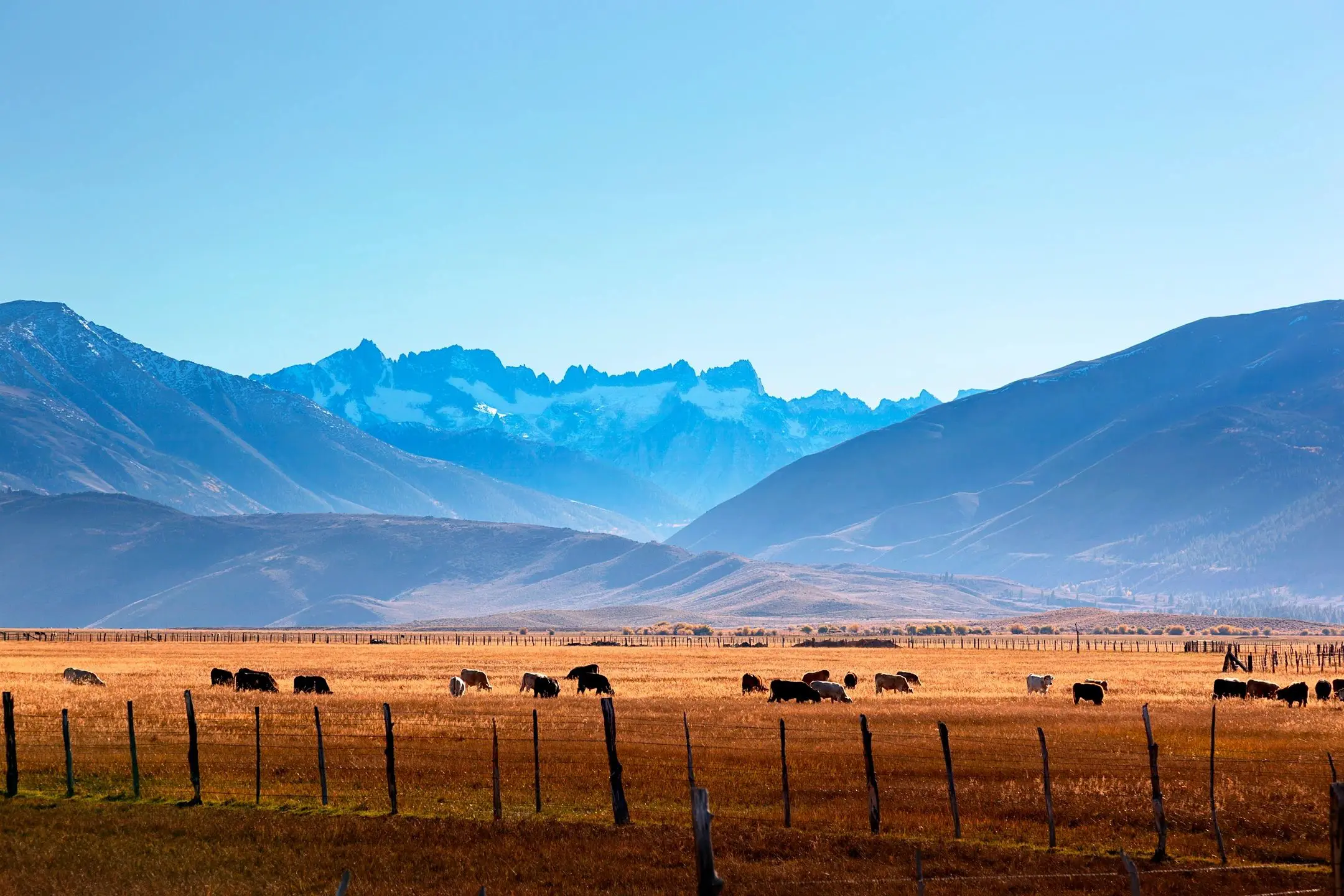 Cattle grazing in a sunlit valley with mountains in the background.
